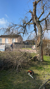 Photo de galerie - élagage et évacuation 