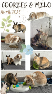 Photo de galerie - Garde animaux
