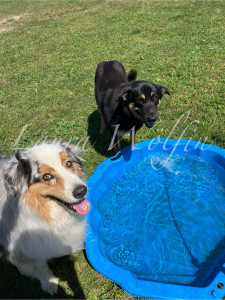 Photo de galerie - Garde chiens 