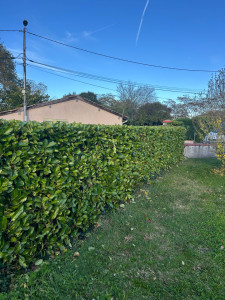 Photo de galerie - Taille de haie 