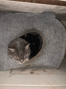 Photo de galerie - Garde de Tina pendant une semaine
