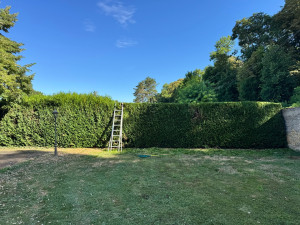 Photo de galerie - Taille de haies et d'arbustes