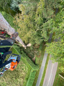 Photo de galerie - Elagage et coupe d'arbres