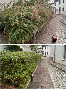 Photo de galerie - Taille de haies et d'arbustes