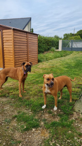 Photo de galerie - Garde de Java, Boxer de 10 ans (ici avec ma chienne)