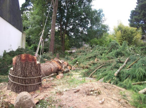 Photo de galerie - Elagage et coupe d'arbres