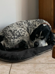 Photo de galerie - Nabab