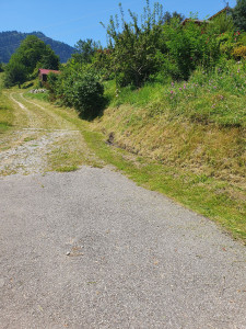 Photo de galerie - Tonte de pelouse - Débroussaillage