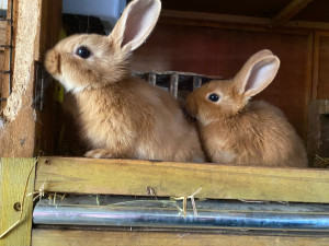 Photo de galerie - Je suis habitué à côtoyer de nombreux animaux en passant du chat, au furet, des poules, du mouton ou encore les primates 