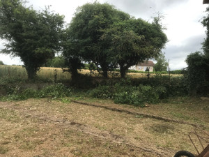 Photo de galerie - Elagage et coupe d'arbres