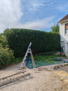 Photo de galerie - Taille de thuyas 