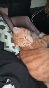 Photo de galerie - Garfield 