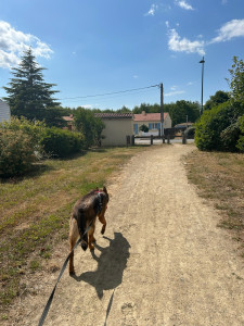 Photo de galerie - Garde de chien