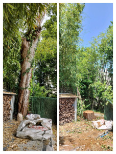 Photo de galerie - Elagage et coupe d'arbres