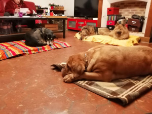 Photo de galerie - Ma 2ème chienne et des pensionnaires