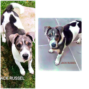 Photo de galerie - Garde chien