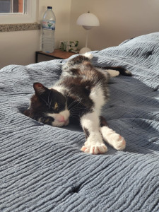Photo de galerie - Garde animaux