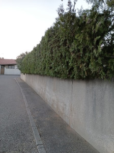 Photo de galerie - Taille de haies et d'arbustes