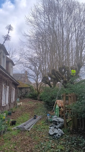Photo de galerie - Elagage et coupe d'arbres