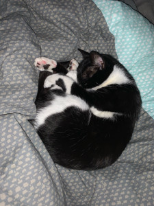 Photo de galerie - Garde d’animaux 