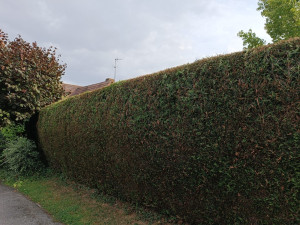 Photo de galerie - Taille haie de tuyas