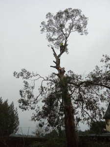 Photo de galerie - Etetage d'un eucalyptus 