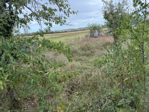 Photo de galerie - Tonte de pelouse - Débroussaillage
