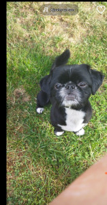 Photo de galerie - Liko en vacances