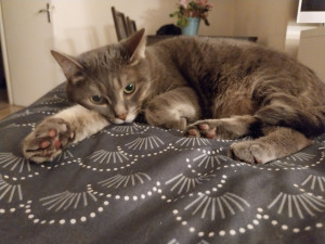 Photo de galerie - Chat que j'ai gardé chez moi.
Généralement je propose de venir le chercher en voiture avec ses affaires et de le ramener pour faire gagner du temps à ses maîtres.