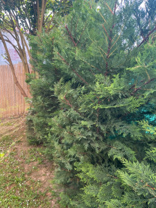 Photo de galerie - Sapin , planter il y a 2 ans maintenant. Couper et entretient régulier 