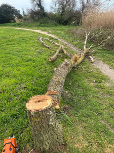 Photo de galerie - L’arbre qui était mort 