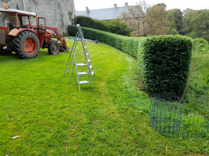 Photo de galerie - Taille de haies et d'arbustes