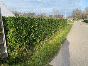 Photo de galerie - Taille d’une haie de lauriers palme 