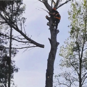 Photo de galerie - ÉLAGAGE - d’un magnifique arbre afin d’alléger le poids de ses branches et entretenir la forêt ? 