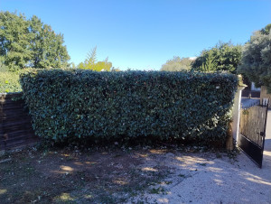 Photo de galerie - Après taille de haie 