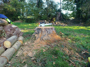 Photo de galerie - Rognage de souche