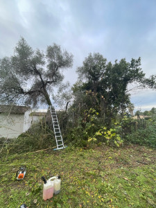 Photo de galerie - Elagage et coupe d'arbres