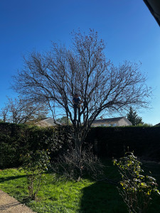 Photo de galerie - Taille de haies et d'arbustes