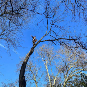 Photo de galerie - Démontage d’un Acacia étant parasité par le phellin tacheté ( champignon lignivore)