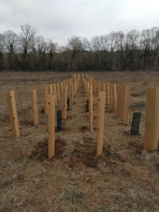 Photo de galerie - Plantation d'une haie multistratifiée