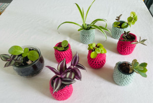 Photo de galerie - Prendre soin de vos plantes ou proposer des boutures de cactées 