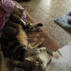 Photo de galerie - Garde d'animaux et logement 