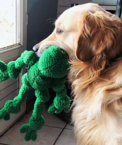 Photo de galerie - Garde chien