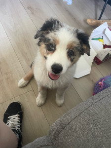 Photo de galerie - Ma bébé chienne Athena :) 