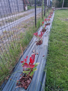 Photo de galerie - Petite plantation