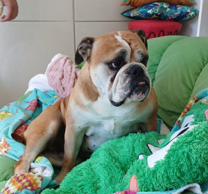 Photo de galerie - Polly petite pensionnaire a investi l’un des canapés du salon 