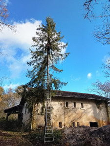 Photo de galerie - Abattage d'un sapin