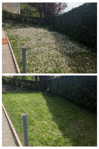 Photo de galerie - Tonte de pelouse - Débroussaillage