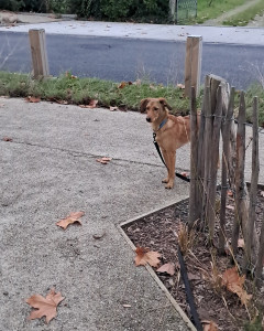 Photo de galerie - Volt ?