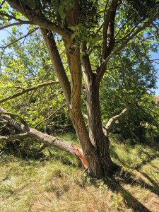 Photo de galerie - Elagage et coupe d'arbres